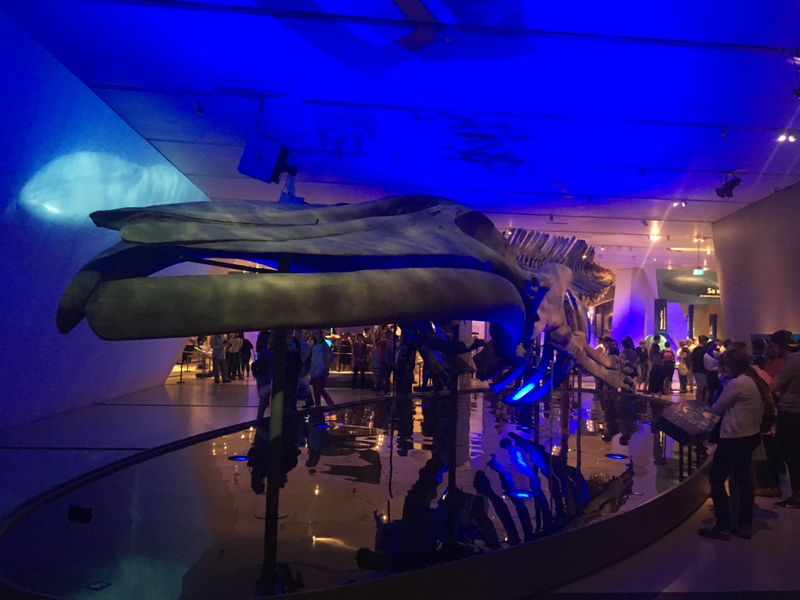 Made it to the final day of the Blue whale exhibition in the ROM